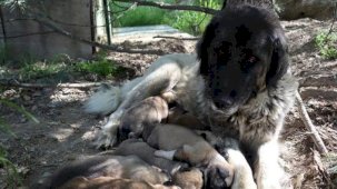 Anne köpeğe tecavüz iddiası hayvanseverleri ayağa kaldırdı