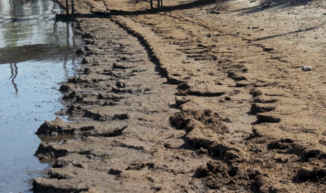 Kocaeli'de tonlarca hayvan dışkısı sahile vurdu