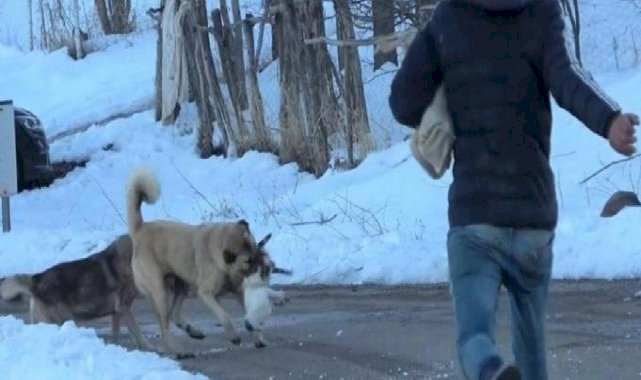 Muş'ta köpeklerin saldırdığı kedi için canını ortaya koydu