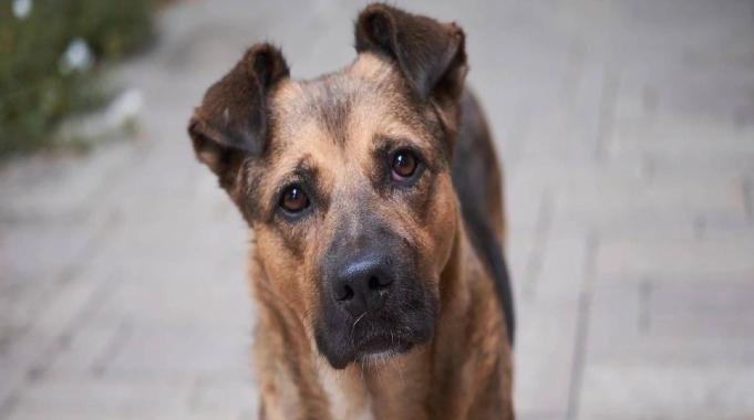 Türkiye Psikiyatri Derneği’nden Sokak Köpeklerinin Uyutulması Yasa Tasarısı Tepkisi!